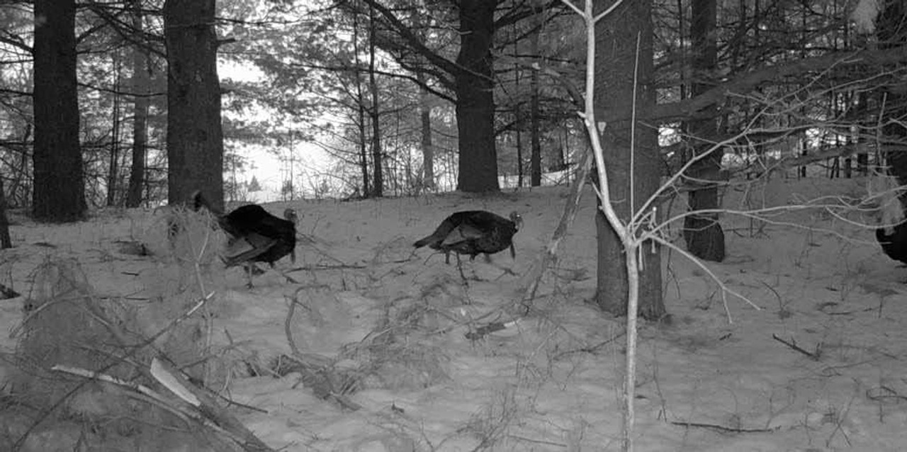 Stealth Cam Digital Night Vision Binocular (DNVB) W/ Electronic View Finder Stealth Cam Digital Night Vision Binocular (DNVB) W/ Electronic View Finder