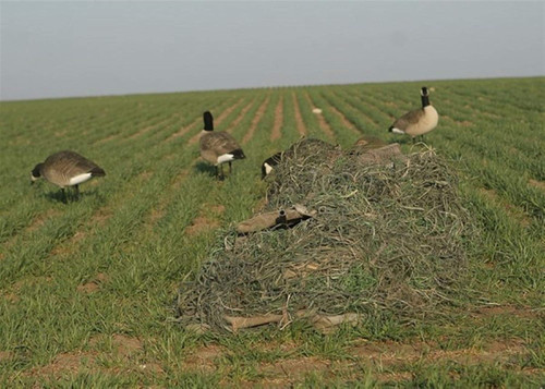 Banded KillerWeed Layout Blind Kit Gold Harvest 47305