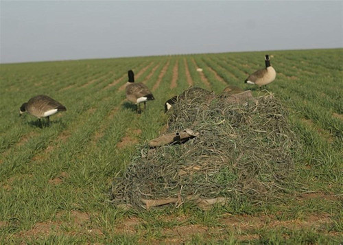 Banded KillerWeed Layout Blind Kit Gold Harvest 47305