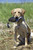Avery Sporting Dog EZ-Bird Wood Duck Training Dummy - 02032