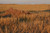 Avery Killer Weed Layout Blind Kit Grain 47405