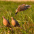 Avery Mourning Doves 6 Pack
