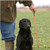 Avery Trainer Heeling Stick-Blaze Orange For Obedience Training - 01851