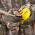 Hunters Specialties Strut Cookie Cutt'R Tracer Lid & Slate Pot Call -Yellow