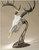 Skull Hooker Table Hooker Trophy Mount Display Deer Antlers - Robust Brown