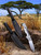 Cold Steel Bushman Knife 7" Blade/Secure-Ex Sheath/SK-5 Carbon Steel Black