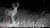 Stealth Cam Deceptor Max Cellular Trail Camera & FieldMax Lithium Battery