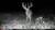 Stealth Cam Deceptor Max Cellular Trail Camera & FieldMax Lithium Battery