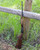 Browning SA-22 Takedown 22 LR 021001102 19.3" Barrel Grade I