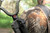 BOG Havoc Camo Tripod Lightweight Aluminum Twist-Style Lock Legs - USED