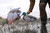 Higdon Outdoors Flats Mallard Motion Silhouette Waterfowl Decoy 12-Pack