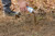 Moultrie Edge 2 Cellular Trail Camera and Code Blue Scrape Mate Bundle