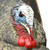Avian X LCD Strutter Jake Turkey Standing Hunting Decoy Carry Bag USED
