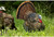 Avian X LCD Strutter Jake Turkey Standing Hunting Decoy Carry Bag USED