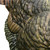 Avian X LCD Strutter Jake Turkey Standing Hunting Decoy Carry Bag USED