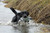 Avery Sporting Dog EZ-Bird Pintail Duck Training Dummy - 02030