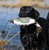 Avery Sporting Dog EZ-Bird Pintail Duck Training Dummy - 02030