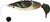 Avery Sporting Dog EZ-Bird Green Winged Teal Training Dummy - 02010