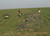 Banded KillerWeed Layout Blind Kit Gold Harvest 47305