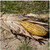Avery Field Corn Decoy One Dozen 12 Pack 71512