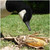 Avery Field Corn Decoy One Dozen 12 Pack 71512