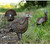 Avian X LCD Breeder Hen Turkey Standing Hunting Decoy Carry Bag/Stake USED