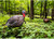 Avian X LCD Breeder Hen Turkey Standing Hunting Decoy Carry Bag/Stake USED