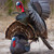 Higdon Outdoors Full Strut Tom Turkey Decoy Magnetic Removeable Fan USED