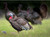 Higdon 1/4 Strut Jake & Jill Laydown Hen Full Body Turkey Decoy USED