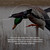 Avian-X Powerflight Smart Motion Mallard Spinning Wing Duck Decoy AVXDP101