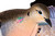 Avian-X PowerFlight Spinning Wing Dove Life-Size Motion Decoy - AVXDP102