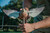 Avian-X PowerFlight Spinning Wing Dove Life-Size Motion Decoy - AVXDP102