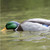 Avian X Tip Up Mallard Feeder Duck Decoy - AVX-TPUPM