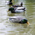 Avian X Tip Up Mallard Feeder Duck Decoy - AVX-TPUPM
