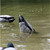 Avian X Tip Up Mallard Feeder Duck Decoy - AVX-TPUPM