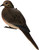 Avian X Full Body Dove Decoys 6PK 3 Resting/3 Alert - AVX-DOVE-6PK