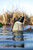 Avian-X Power Butt Kicker Drake Mallard W/ Kicking Webbed Feet Motions