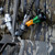 Zink Mallard Drake Whistle Detailed Carving & Easy-Blow System ZNK6056