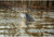 Higdon Pulsator PRO Mallard Hen Decoy Compatible Fresh/Salt/Brackish Water