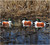 Banded GHG Hunter Series Over Size Shoveler Decoys - 6Pk 4 Drakes/2 Hens