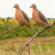 Banded GHG Mourning Dove Decoys 2Pk 1 Resting & 1 Perching Lifelike
