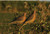 Banded GHG Mourning Dove Decoys 2Pk 1 Resting & 1 Perching Lifelike