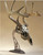Skull Hooker Table Hooker Trophy Mount Display Deer Antlers - Brown USED