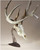 Skull Hooker Table Hooker Trophy Mount Display Deer Antlers - Brown USED