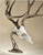 Skull Hooker Table Hooker Trophy Mount Display Deer Antlers - Brown USED