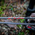 Victory Archery RIP XV .204" Arrow Sport 250 12Pk Bare Shafts .006 GPI:8.1