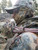 King's Camo Hood Mask Birds Eye Mesh 100% Polyester Desert Shadow OS