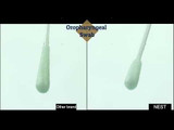 Disposable Sampler 5 mL Vial 2.5 mL VTM Sterile Oropharyngeal Swab
