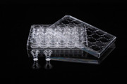12 Cell Culture Inserts and 12 Well Plate 8.0 m PET Membrane Transparent Non-Treated Replacement