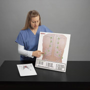 Posterior Auscultn Board Medical Training Simulation Manikin Replacement